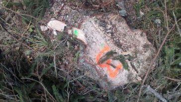 Garda Forestieră, nereguli depistate în pădurile din Poiana Stampei: Tăieri ilegale de arbori, furt de lemne şi utilizarea nelegală a ciocanului silvic circular / Amenzi şi sesizări penale