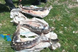 Controale ale Gărzii de Mediu în Delta Dunării – Sturioni găsiţi într-o ladă frigorifică, ape uzate evacuate în Dunăre / Amenzi de 230.000 de lei şi sesizare penală