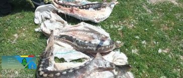 Controale ale Gărzii de Mediu în Delta Dunării – Sturioni găsiţi într-o ladă frigorifică, ape uzate evacuate în Dunăre / Amenzi de 230.000 de lei şi sesizare penală