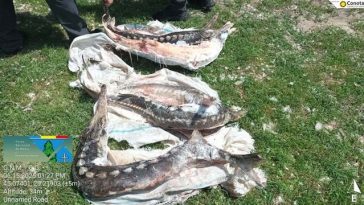 Controale ale Gărzii de Mediu în Delta Dunării – Sturioni găsiţi într-o ladă frigorifică, ape uzate evacuate în Dunăre / Amenzi de 230.000 de lei şi sesizare penală