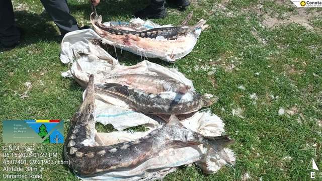 Controale ale Gărzii de Mediu în Delta Dunării – Sturioni găsiţi într-o ladă frigorifică, ape uzate evacuate în Dunăre / Amenzi de 230.000 de lei şi sesizare penală