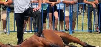 Indignare în mediul online, după ce proprietarul unui cal a fost fotografiat în timp ce maltratează animalul, la târgul de la Medieşu Aurit