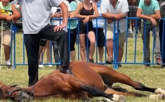 Indignare în mediul online, după ce proprietarul unui cal a fost fotografiat în timp ce maltratează animalul, la târgul de la Medieşu Aurit
