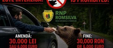Argeş: Sancţiuni în valoare de 50.000 de lei, date, în ultimele trei săptămâni, unor turişti care au hrănit urşi, în special pe Transfăgărăşan