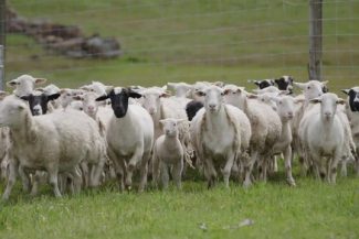 Barna Tanczos, ministrul interimar de la Agricultură: Comisia Europeană a extins interdicţia privind exportul de ovine şi caprine din România către ţările terţe până la 31 decembrie 2026