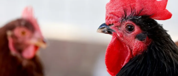 Gripă aviară H5: un prim caz detectat în Australia