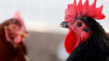 Gripă aviară H5: un prim caz detectat în Australia
