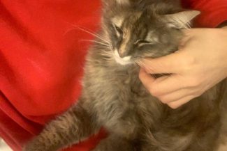 Aproximativ 40 de pisici furate pentru a fi transformate în carne au fost returnate proprietarilor lor în Vietnam. Poliţiştii au recuperat în total peste 400 de feline vii şi alte 80 moarte, păstrate în gheaţă