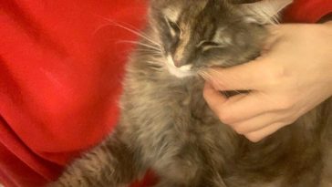 Aproximativ 40 de pisici furate pentru a fi transformate în carne au fost returnate proprietarilor lor în Vietnam. Poliţiştii au recuperat în total peste 400 de feline vii şi alte 80 moarte, păstrate în gheaţă