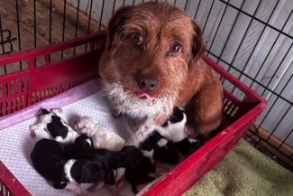 Timiş: Poliţişti de la Protecţia Animalelor au ridicat şi plasat în adăpost 15 câini neîngrijiţi corespunzător/ Proprietarul animalelor a fost amendat – FOTO