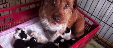Timiş: Poliţişti de la Protecţia Animalelor au ridicat şi plasat în adăpost 15 câini neîngrijiţi corespunzător/ Proprietarul animalelor a fost amendat – FOTO