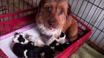 Timiş: Poliţişti de la Protecţia Animalelor au ridicat şi plasat în adăpost 15 câini neîngrijiţi corespunzător/ Proprietarul animalelor a fost amendat – FOTO