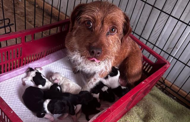 Timiş: Poliţişti de la Protecţia Animalelor au ridicat şi plasat în adăpost 15 câini neîngrijiţi corespunzător/ Proprietarul animalelor a fost amendat – FOTO
