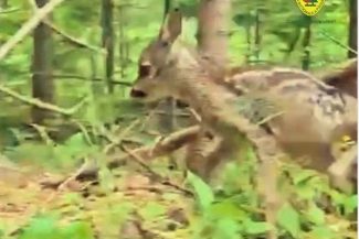 Imagini cu un ied care se plimbă în pădure, surprinse la Suceava – Avertismentul specialiştilor: Primăvara, dacă găsiţi un pui de căprioară sau de ciută nu interveniţi, nu îl luaţi din mediul lui – VIDEO