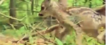Imagini cu un ied care se plimbă în pădure, surprinse la Suceava – Avertismentul specialiştilor: Primăvara, dacă găsiţi un pui de căprioară sau de ciută nu interveniţi, nu îl luaţi din mediul lui – VIDEO