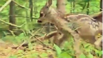 Imagini cu un ied care se plimbă în pădure, surprinse la Suceava – Avertismentul specialiştilor: Primăvara, dacă găsiţi un pui de căprioară sau de ciută nu interveniţi, nu îl luaţi din mediul lui – VIDEO
