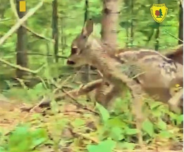 Imagini cu un ied care se plimbă în pădure, surprinse la Suceava – Avertismentul specialiştilor: Primăvara, dacă găsiţi un pui de căprioară sau de ciută nu interveniţi, nu îl luaţi din mediul lui – VIDEO