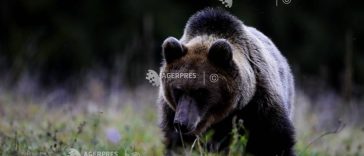 Alba: Urs observat la Cetatea de Baltă; a fost emis mesaj RO-ALERT