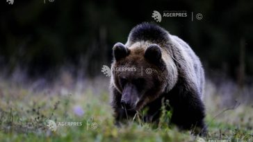 Alba: Urs observat la Cetatea de Baltă; a fost emis mesaj RO-ALERT