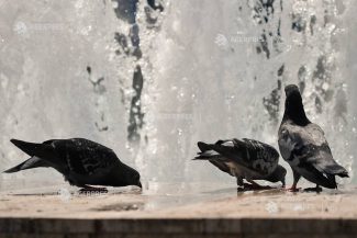 Val de căldură persistentă în întreaga țară, inclusiv în primele zile ale lunii iulie (informare ANM)
