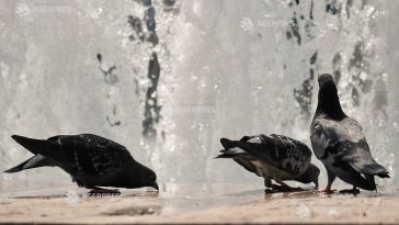 Val de căldură persistentă în întreaga țară, inclusiv în primele zile ale lunii iulie (informare ANM)