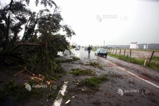 Ilfov: Copac prăbușit peste un autoturism aflat în mers; o persoană a decedat