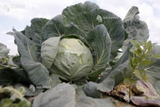Olt: Supraproducție de varză; legumicultorii susțin că donează varza celor dispuși să o recolteze
