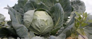 Olt: Supraproducție de varză; legumicultorii susțin că donează varza celor dispuși să o recolteze