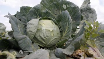 Olt: Supraproducție de varză; legumicultorii susțin că donează varza celor dispuși să o recolteze