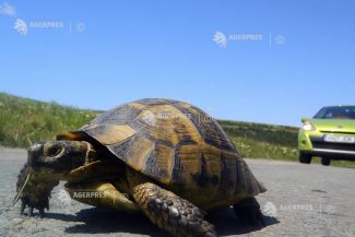 Tulcea: A început migrația țestoaselor; conducătorii auto sunt rugați să micșoreze vitezele de deplasare
