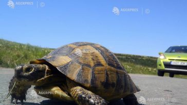 Tulcea: A început migrația țestoaselor; conducătorii auto sunt rugați să micșoreze vitezele de deplasare