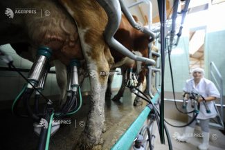 Consiliul Concurenței: Doar o treime din laptele crud produs în România ajunge în procesare industrială