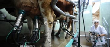 Consiliul Concurenței: Doar o treime din laptele crud produs în România ajunge în procesare industrială