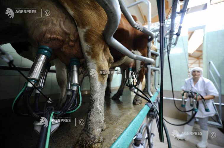 Consiliul Concurenței: Doar o treime din laptele crud produs în România ajunge în procesare industrială