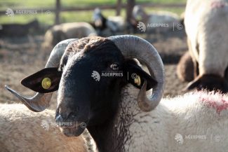 Buzău: Focar de variolă ovină și caprină într-o exploatație cu 1.800 de animale