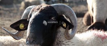 Buzău: Focar de variolă ovină și caprină într-o exploatație cu 1.800 de animale