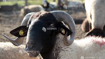 Buzău: Focar de variolă ovină și caprină într-o exploatație cu 1.800 de animale