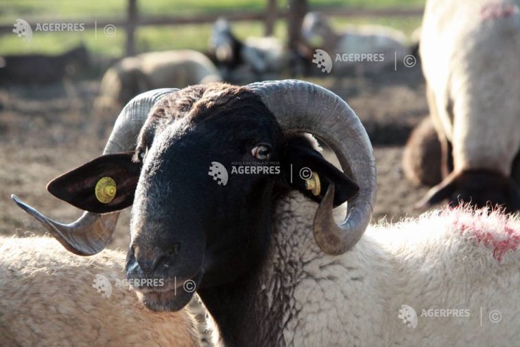Buzău: Focar de variolă ovină și caprină într-o exploatație cu 1.800 de animale