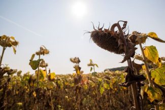 Ucrainenii avertizează: România ar putea să aibă o producţie de seminţe de floarea soarelui de doar 1,5 tone la hectar, din cauza vremii. Expert român: „Aruncăm valoarea adăugată, în afara ţării”