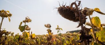 Ucrainenii avertizează: România ar putea să aibă o producţie de seminţe de floarea soarelui de doar 1,5 tone la hectar, din cauza vremii. Expert român: „Aruncăm valoarea adăugată, în afara ţării”
