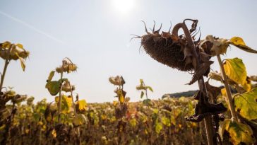 Ucrainenii avertizează: România ar putea să aibă o producţie de seminţe de floarea soarelui de doar 1,5 tone la hectar, din cauza vremii. Expert român: „Aruncăm valoarea adăugată, în afara ţării”