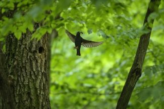 Ziua Mediului – Parcul Natural Vânători Neamţ, o zonă de stabilitate pentru biodiversitate/ Regiunea are 20,6% din suprafeţele regenerate, cel mai mare procent din ţară la acest indicator