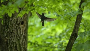 Ziua Mediului – Parcul Natural Vânători Neamţ, o zonă de stabilitate pentru biodiversitate/ Regiunea are 20,6% din suprafeţele regenerate, cel mai mare procent din ţară la acest indicator