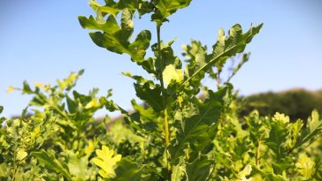 Romsilva, despre puieţii care existau scriptic, dar nu şi în teren: Reprezintă 0,9% din producţia anuală de puieţi forestieri / S-au dispus sancţiuni şi s-au luat măsuri pentru recuperarea prejudiciului