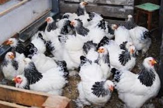 INS: Numărul sacrificărilor şi greutatea în carcasă, în aprilie 2026, a crescut la bovine şi păsări, dar este în scădere la porcine, ovine şi caprine, comparativ cu aprilie 2025