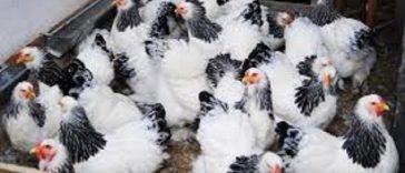 INS: Numărul sacrificărilor şi greutatea în carcasă, în aprilie 2026, a crescut la bovine şi păsări, dar este în scădere la porcine, ovine şi caprine, comparativ cu aprilie 2025