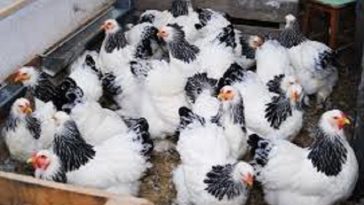 INS: Numărul sacrificărilor şi greutatea în carcasă, în aprilie 2026, a crescut la bovine şi păsări, dar este în scădere la porcine, ovine şi caprine, comparativ cu aprilie 2025
