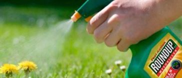 Curtea Supremă a SUA limitează procesele împotriva Bayer privind erbicidul Roundup; Acţiunile Bayer au urcat cu 16%