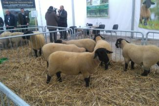 ANSVSA susţine continuarea exporturilor de ovine şi face demersuri pentru revizuirea măsurilor de restricţionare a exporturilor şi protejarea performanţelor comerciale ale zootehniei româneşti