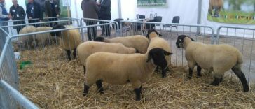 ANSVSA susţine continuarea exporturilor de ovine şi face demersuri pentru revizuirea măsurilor de restricţionare a exporturilor şi protejarea performanţelor comerciale ale zootehniei româneşti